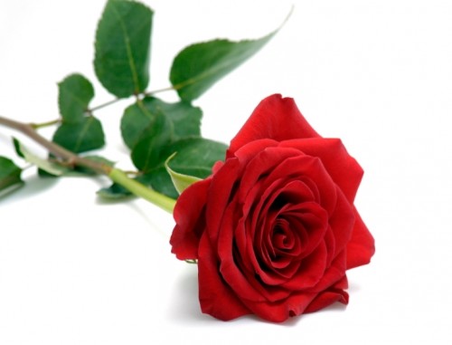 Red-Rose-04