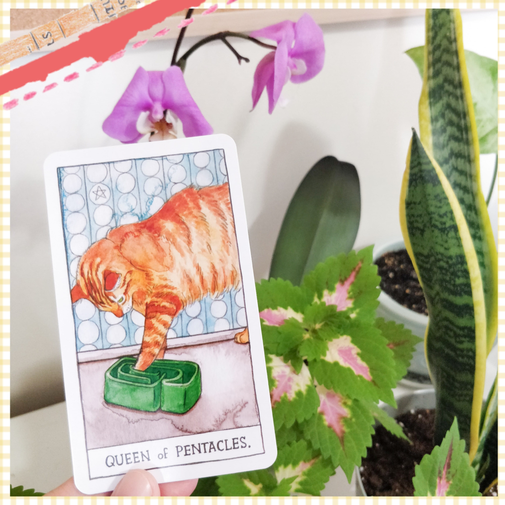 queen of pentacles - cat tarot