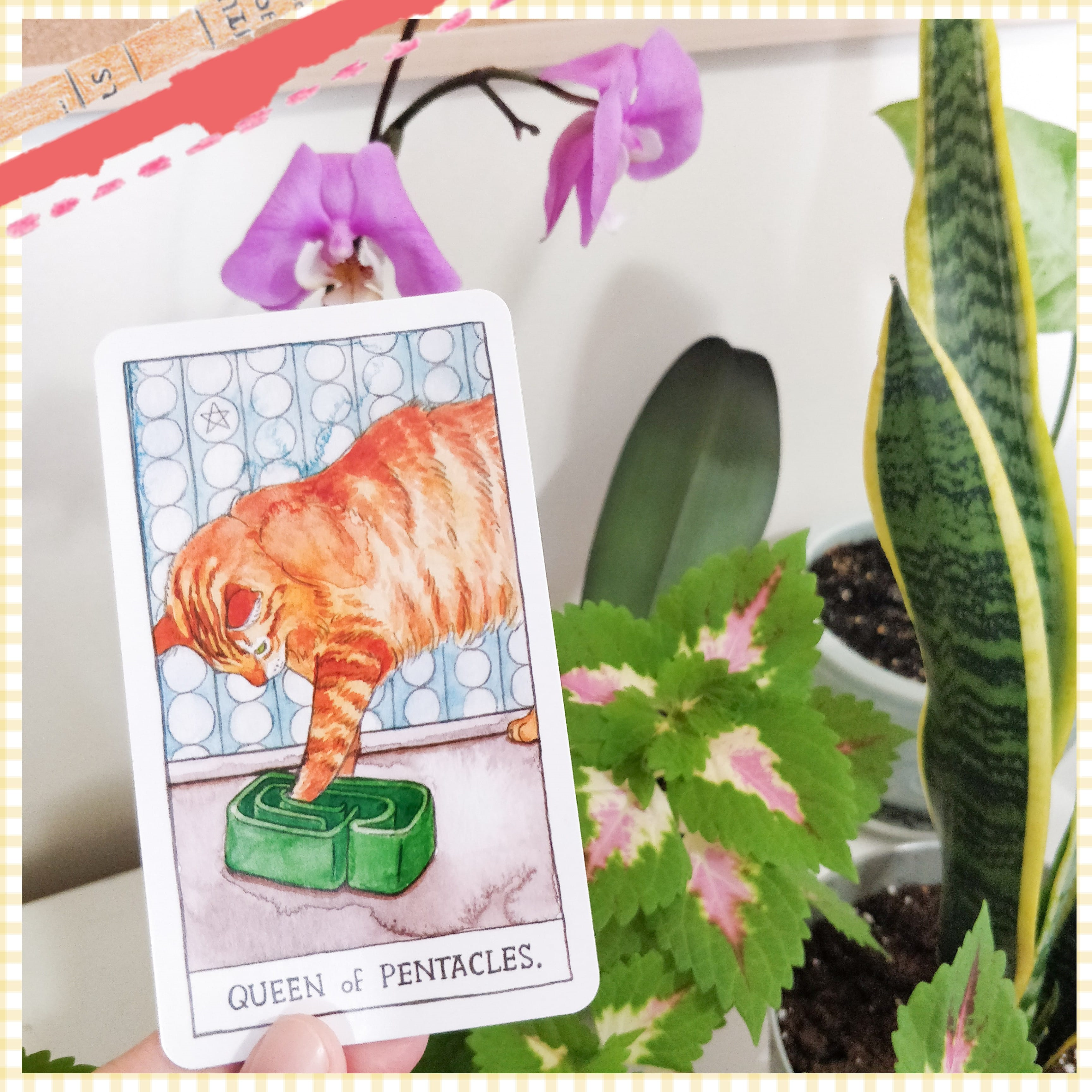queen of pentacles - cat tarot